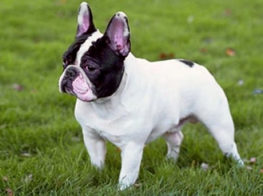 full breed french bulldog for sale