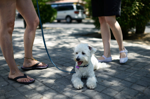 Town In Spain Sends Dog Poop Back To Owners