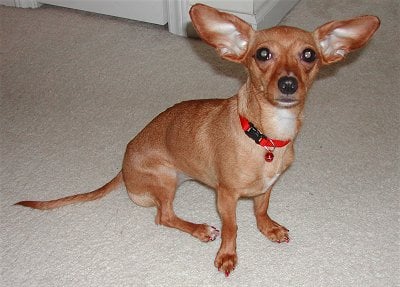 10 Things You Should Know Before Buying a Chiweenie 10 Things You Should Know Before Buying a Chiweenie