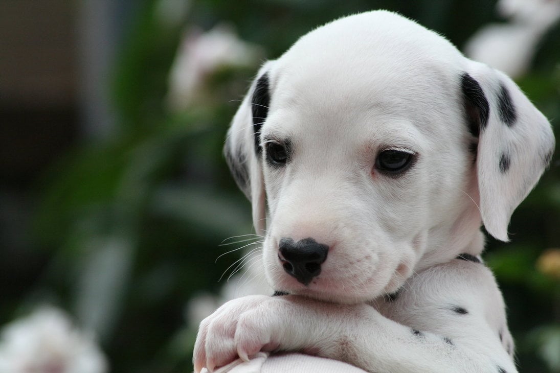 The Cutest Dalmatian Puppy Videos of 2017