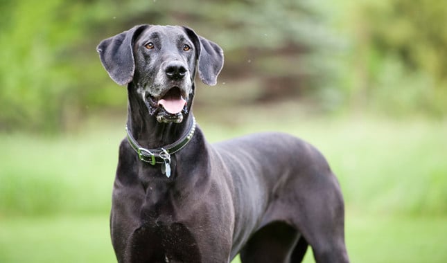 are great dane dogs dangerous