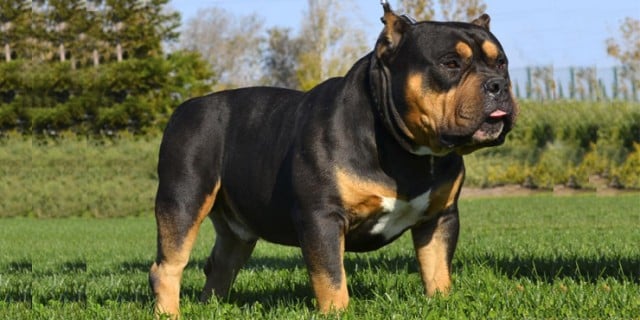 american bully and husky mix