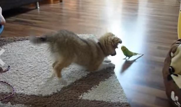 puppy and bird