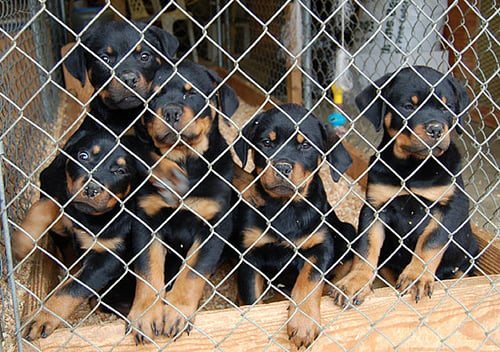 Rottweiler Pups