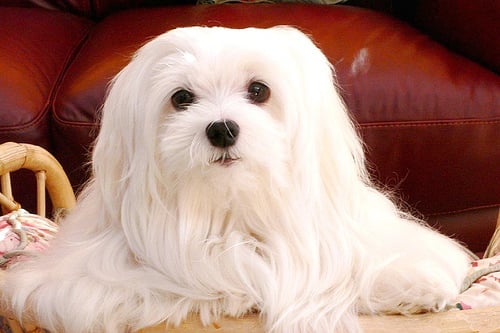 Maltese