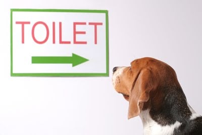 How To Treat Dogs With Diarrhea