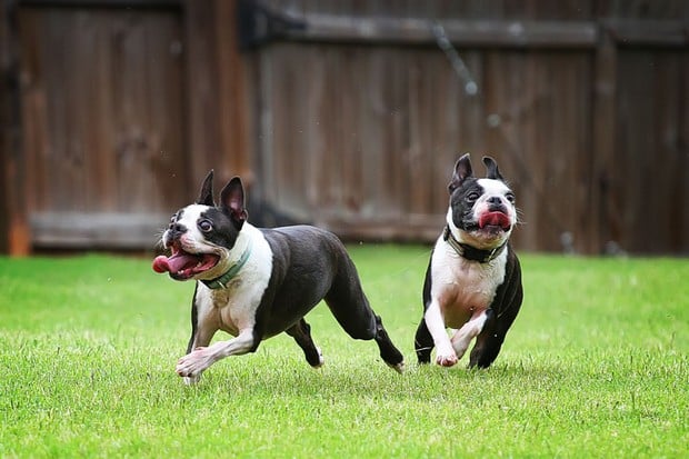 Boston Terrier Dog Breed Information and Photos