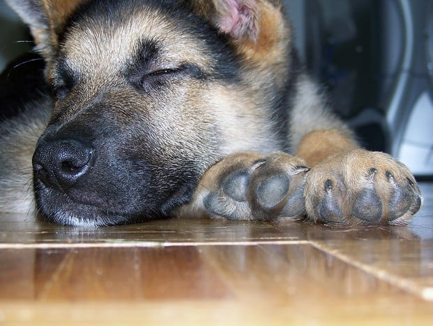 German_shepherd_15