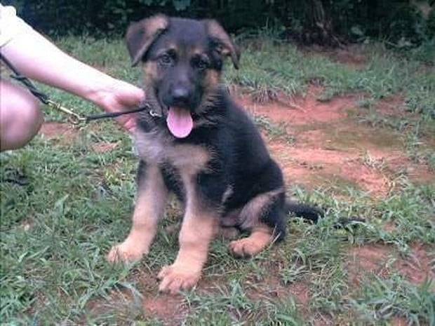 German_shepherd_19