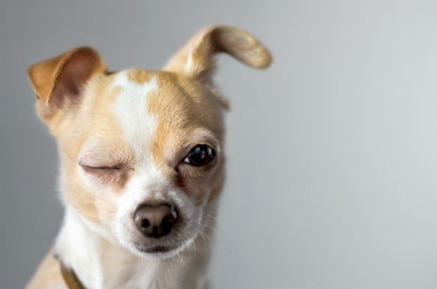 A Cute Gallery of Winking Dogs