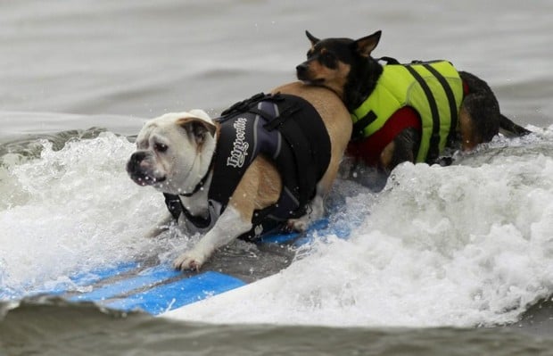 Want to Surf with Your Dog? Here Are Some Tips