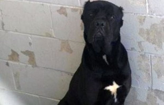 cane-corso