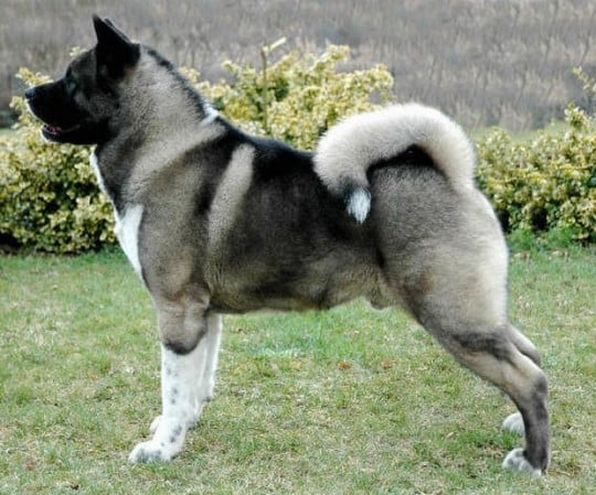 Is the Akita Inu a Dangerous Animal?