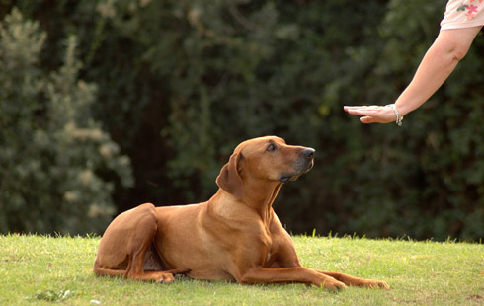 10 Dog Commands that are Extremely Useful