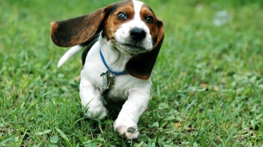 Funny-Dog-Basset-Hound