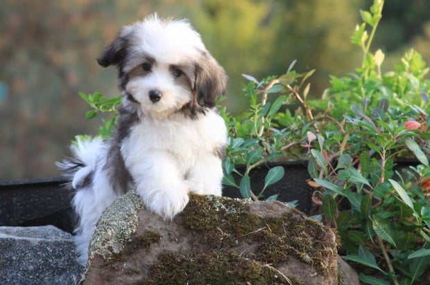 can a aidi and a havanese be friends