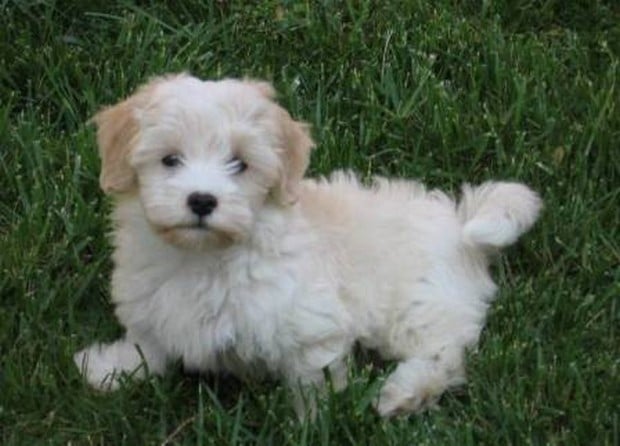 Dog Breed of the Day: Havanese