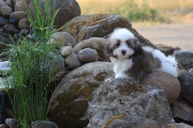 can a aidi and a havanese be friends