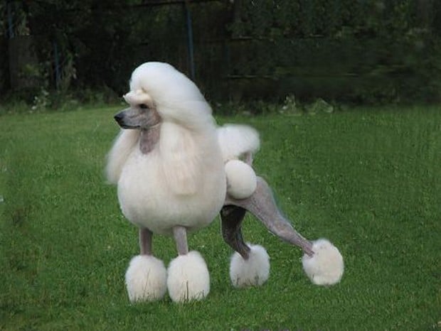 Pictures Of Poodle Haircuts