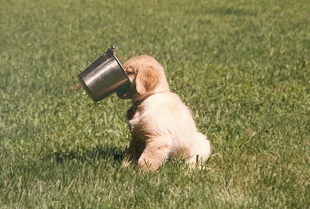 how often do puppies drink water