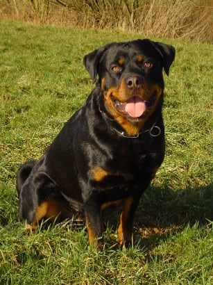 Rottweiler-2