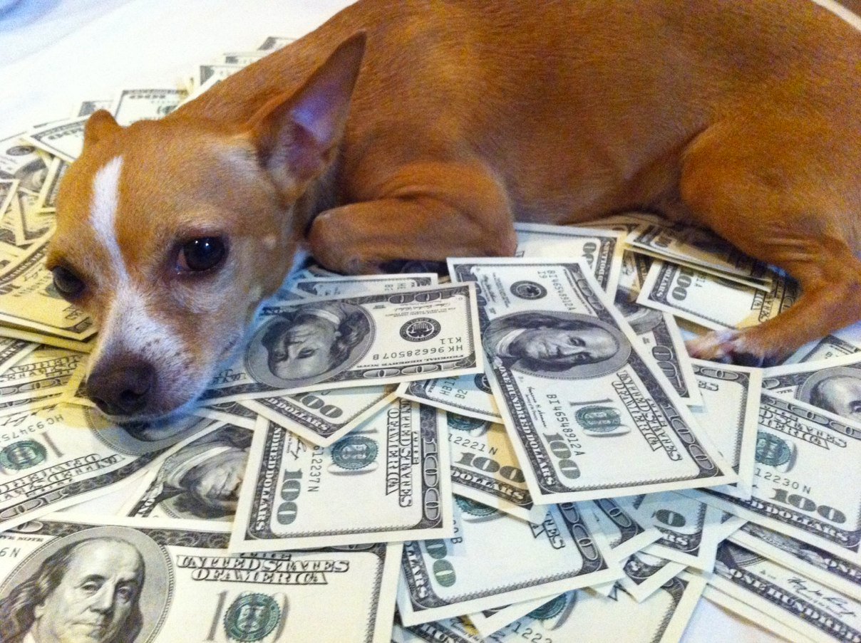 10 Ways to Save Money on Pet Expenses