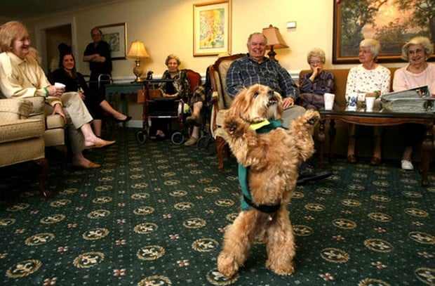 A Gallery of Dogs on Their Hind Legs