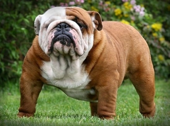 The 12 Most Expensive Dog Breeds in the World