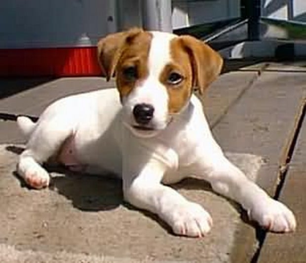 Dog Breed of the Day: Jack Russell Terrier