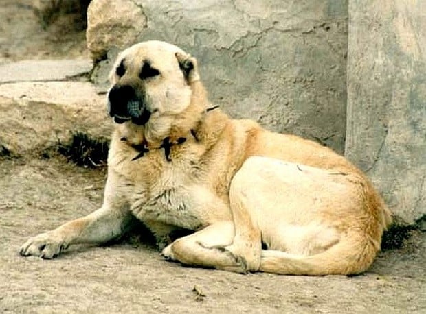 Dog Breed of the Day:  Kangal Dog