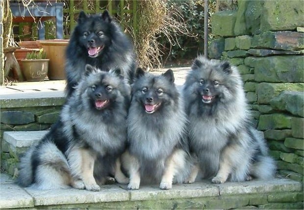 keeshond dog