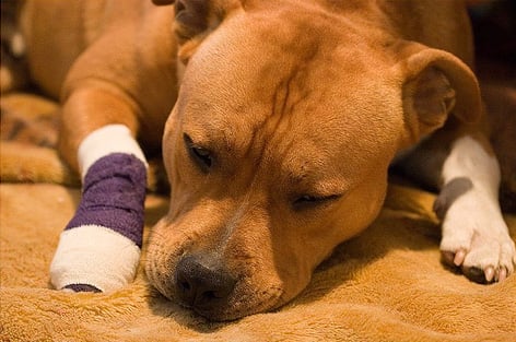 Seven Home Remedies If Your Dog Is Sick