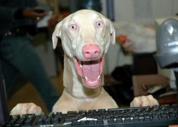 Pictures Of Dogs Who Look Really Excited