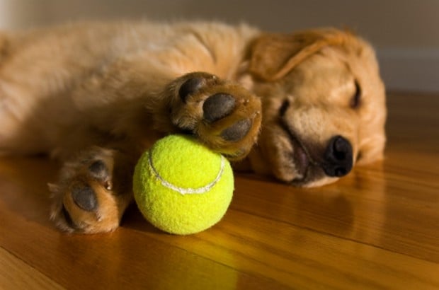 dogs and tennis balls