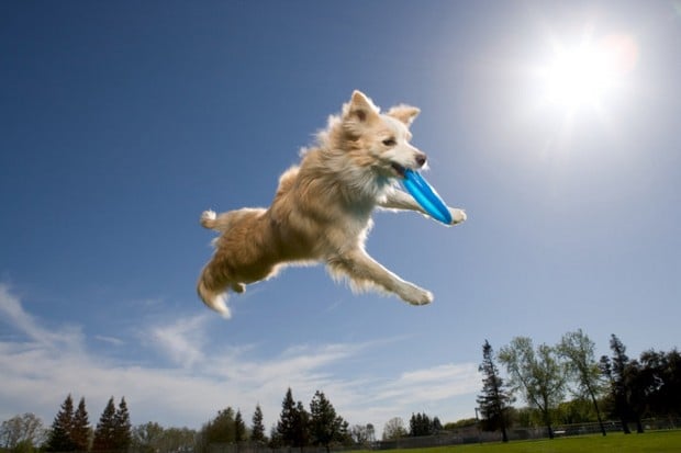 Great Pictures of Dogs Playing Frisbee