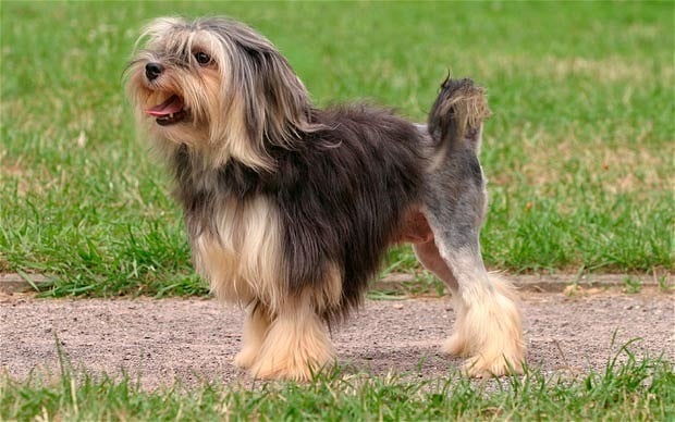 Dog Breed of the Day: Lowchen