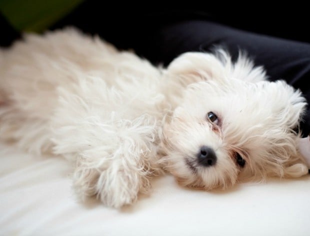 20 Things Only Maltese Owners Would Understand