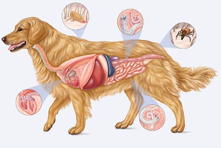 Dangerous Dog Parasites You Need to Watch Out For