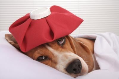 Spotting the Flu in Your Dog and Important Steps To Take