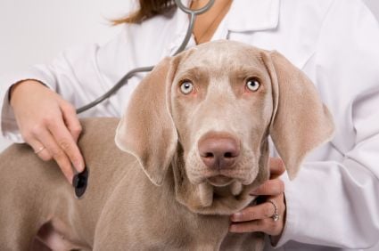 Abdominal Heath Warnings in Dogs