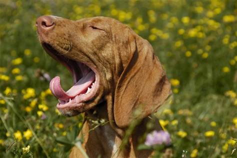 Yawning Doesn’t Always Mean Your Dog is Tired