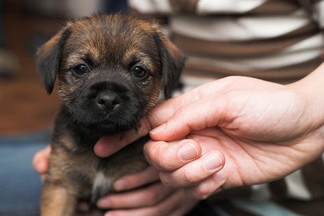 Bringing Your Puppy Home: A Health Primer