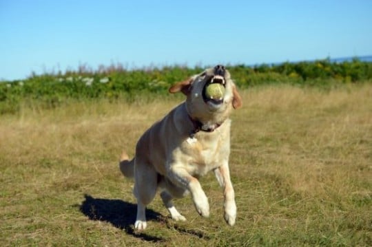 dog-26081-562x374
