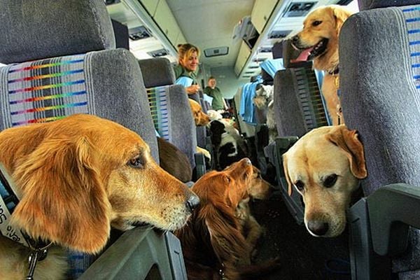 Dogs and Airplane Travel:  What are the Risks?