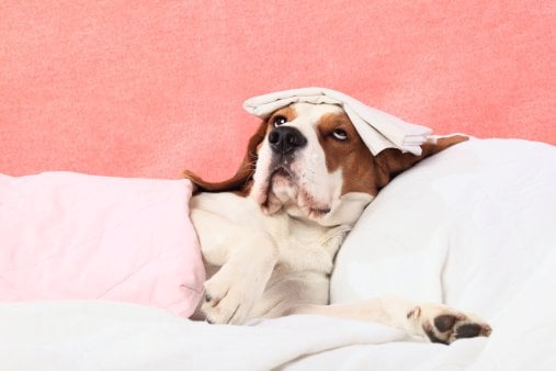 20 Visible Signs That Your Dog is Sick