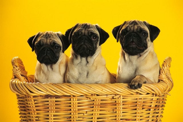 Pugs