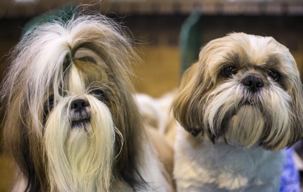 A pair of Shih Tzu dogs