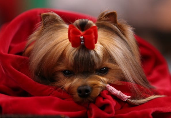 A Yorkshire Terrier waits to be judged