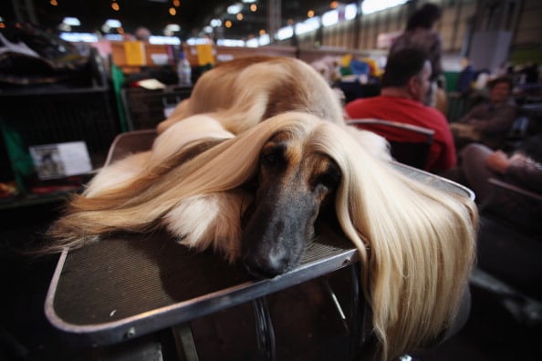 afghan dog