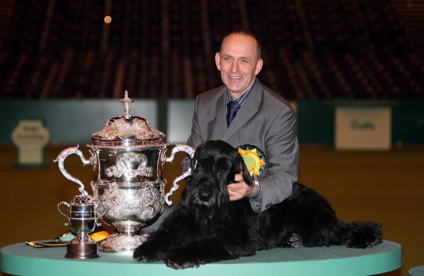 giant schnauzer at show